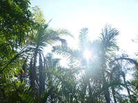 自然豊かなハワイ